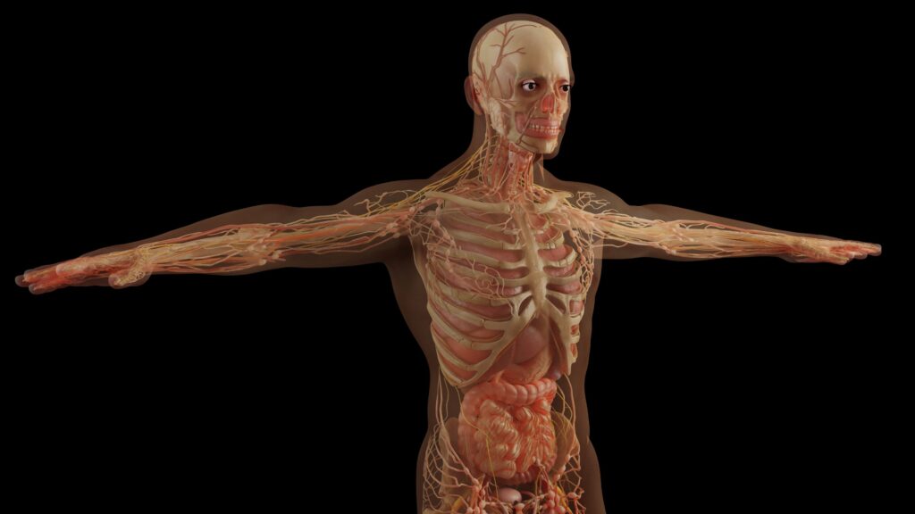 monoar cgi artist anatomy 6081933